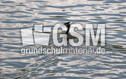 Haubentaucher (11 von 22).jpg